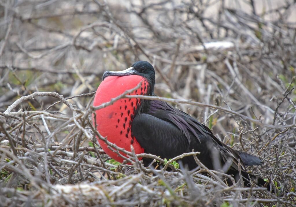 Galápagos Islands Cruise: Exploring the World's Last Great Wilderness with Lindblad Expeditions–National Geographic