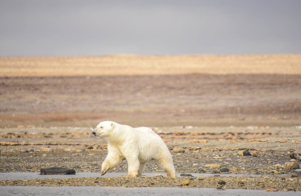 As melting Arctic sea ice opens a legendary route to intrepid travellers, a voyage through Canada's Northwest Passage offers encounters with polar bears, Inuit culture, and the haunting legacy of history's greatest polar explorers.