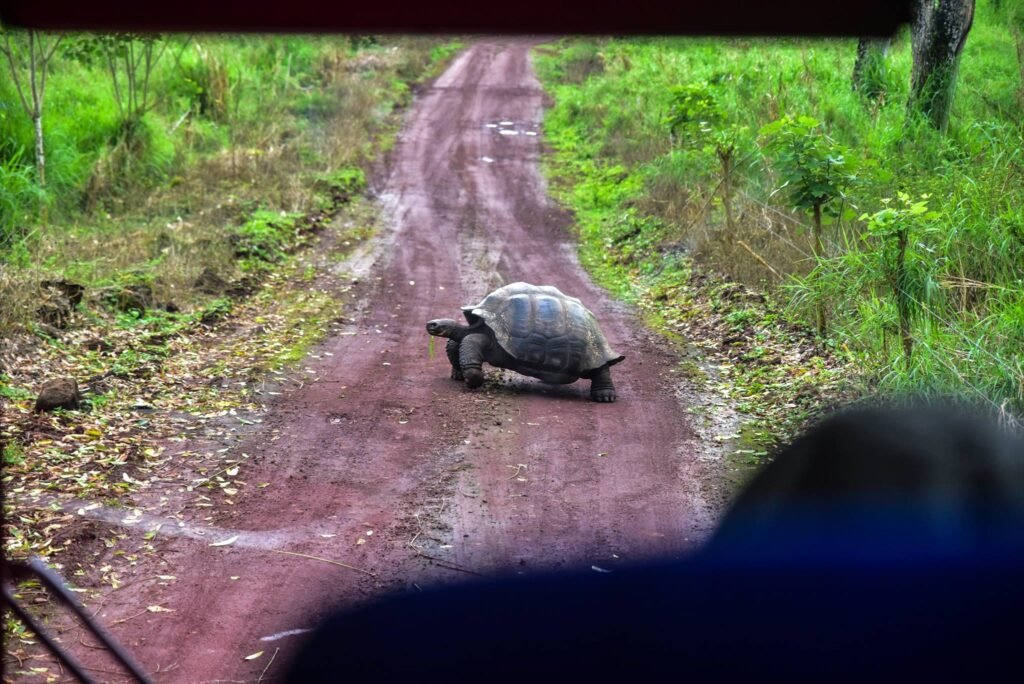 Galápagos Islands Cruise: Exploring the World's Last Great Wilderness with Lindblad Expeditions–National Geographic