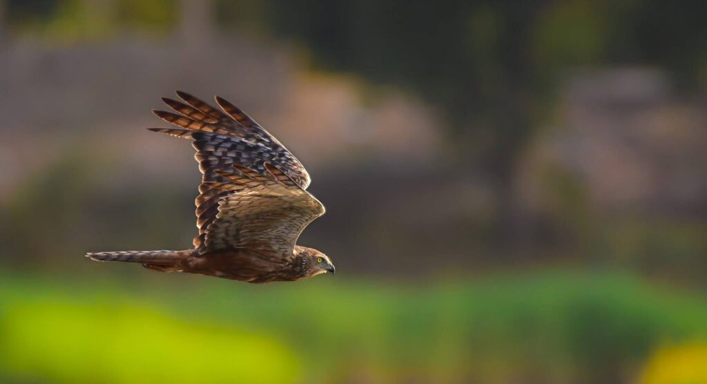 Stop Missing the Shot: The Wildlife Photography Secrets the Pros Use on Safari
