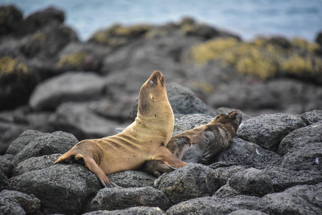 Galápagos Islands Cruise: Exploring the World's Last Great Wilderness with Lindblad Expeditions–National Geographic