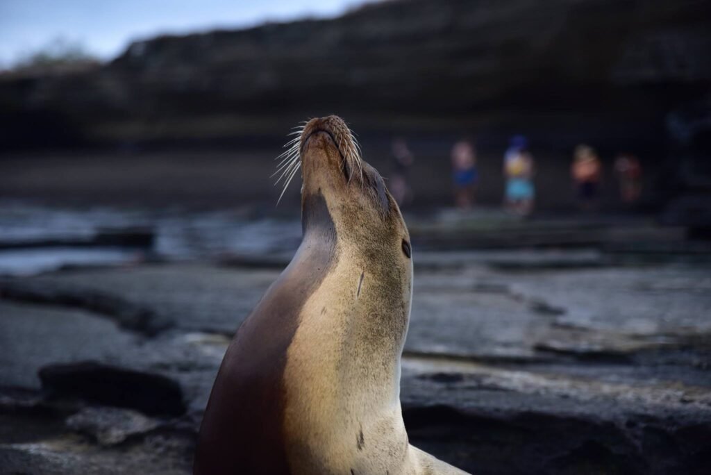 Galápagos Islands Cruise: Exploring the World's Last Great Wilderness with Lindblad Expeditions–National Geographic