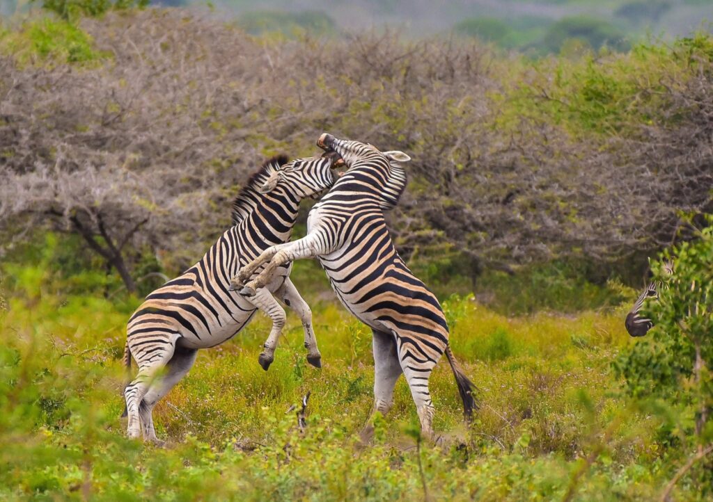 Wild at Heart: Why South Africa Remains Africa's Greatest Safari Destination