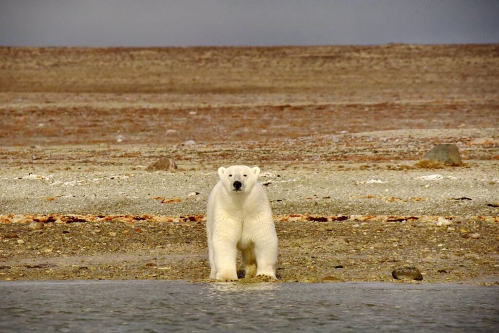 The Best Expedition Cruise Destinations for 2027–2028: Where the World's Great Wildernesses Begin