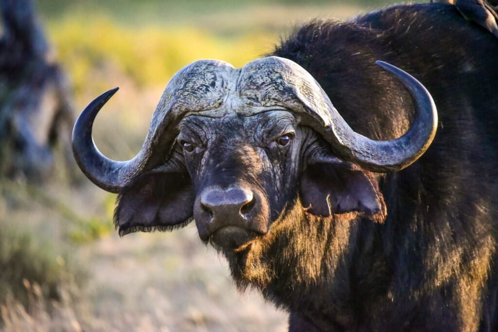 Why a Luxury Safari Could Be Your Best-Ever Trip
