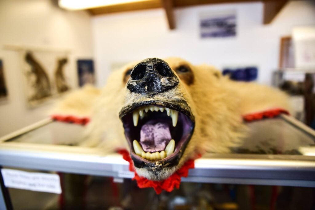 As melting Arctic sea ice opens a legendary route to intrepid travellers, a voyage through Canada's Northwest Passage offers encounters with polar bears, Inuit culture, and the haunting legacy of history's greatest polar explorers.