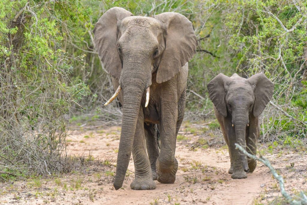 Wild at Heart: Why South Africa Remains Africa's Greatest Safari Destination