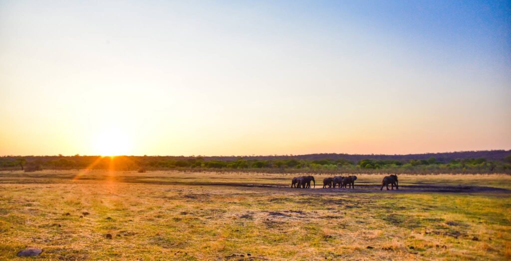 From the art of reading animal behaviour and working the extraordinary African golden hour to mastering your vehicle as a camera platform and capturing the decisive moment with big cats — the ultimate guide to luxury safari photography.