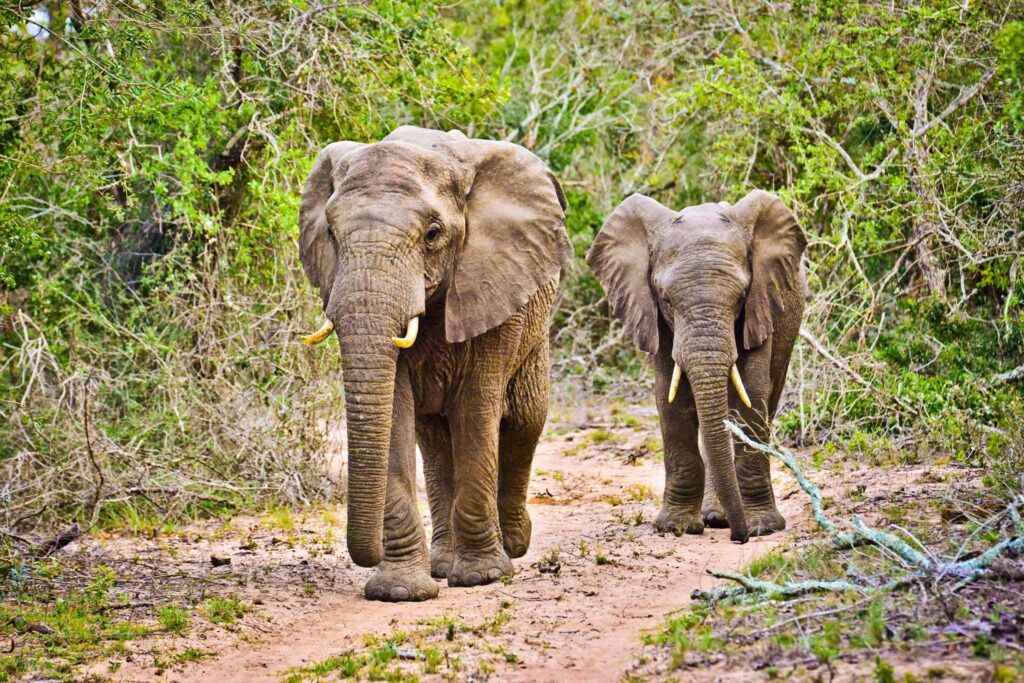 Wild at Heart: Why South Africa Remains Africa's Greatest Safari Destination