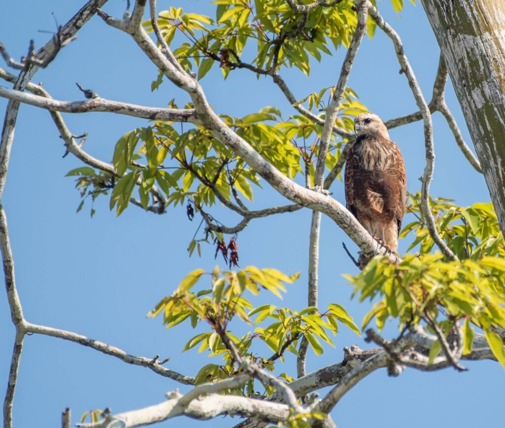 Amazon River Cruise Photography: The Complete Guide to Capturing the Jungle
