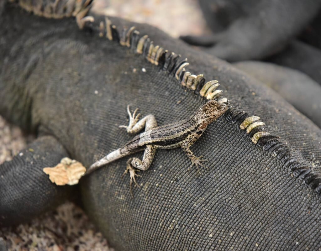 Photography Tips for the Galápagos Islands