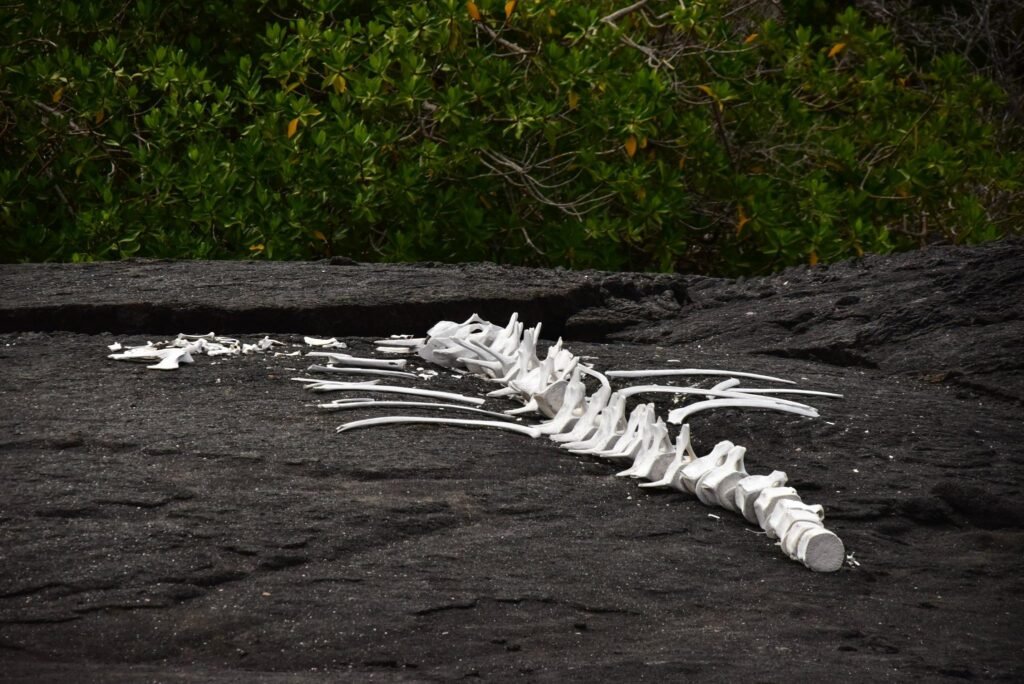 Photography Tips for the Galápagos Islands