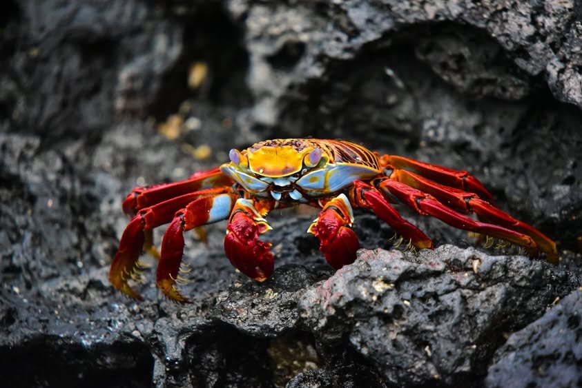 Photography Tips for the Galápagos Islands