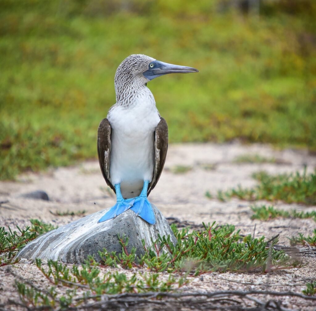 Photography Tips for the Galápagos Islands