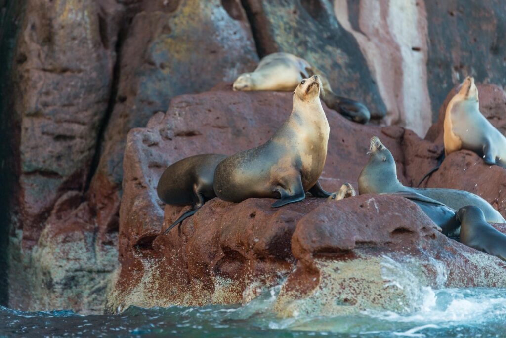 Sailing the Sea of Cortez: An Expedition Through the World's Greatest Marine Wilderness