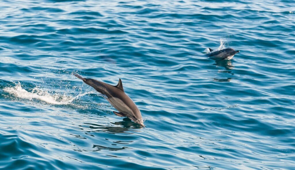 Sailing the Sea of Cortez: An Expedition Through the World's Greatest Marine Wilderness