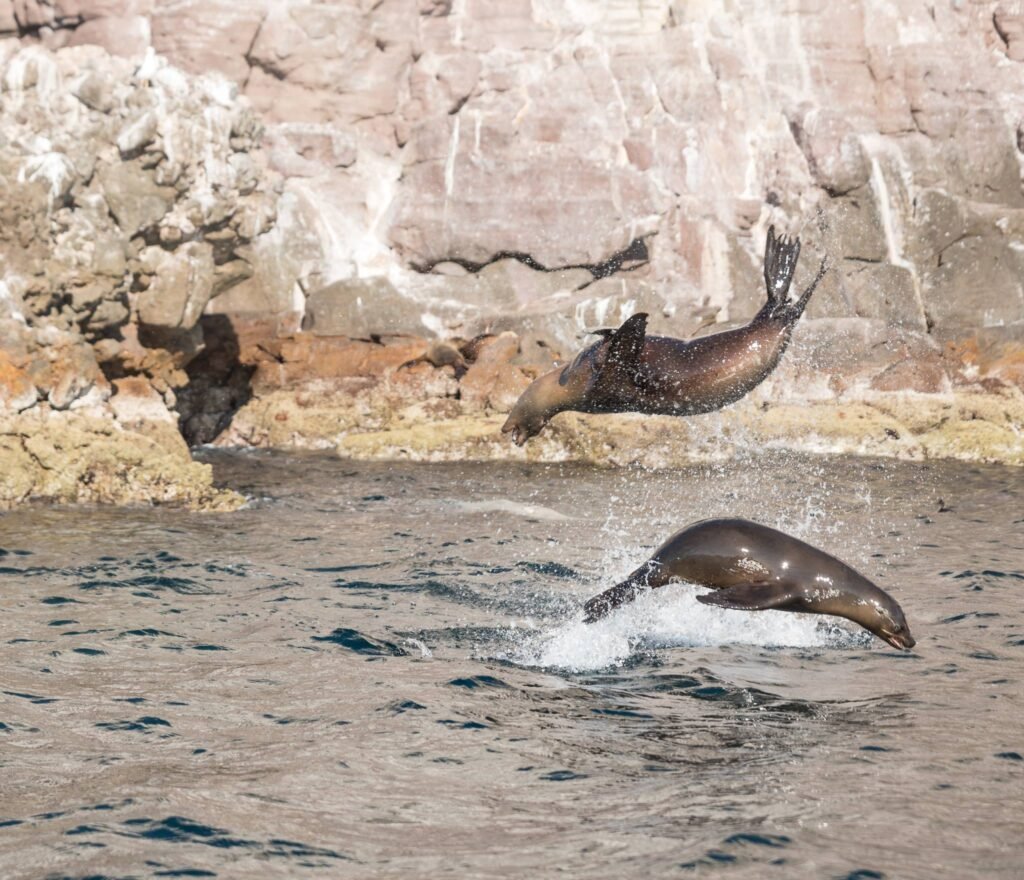 Sailing the Sea of Cortez: An Expedition Through the World's Greatest Marine Wilderness