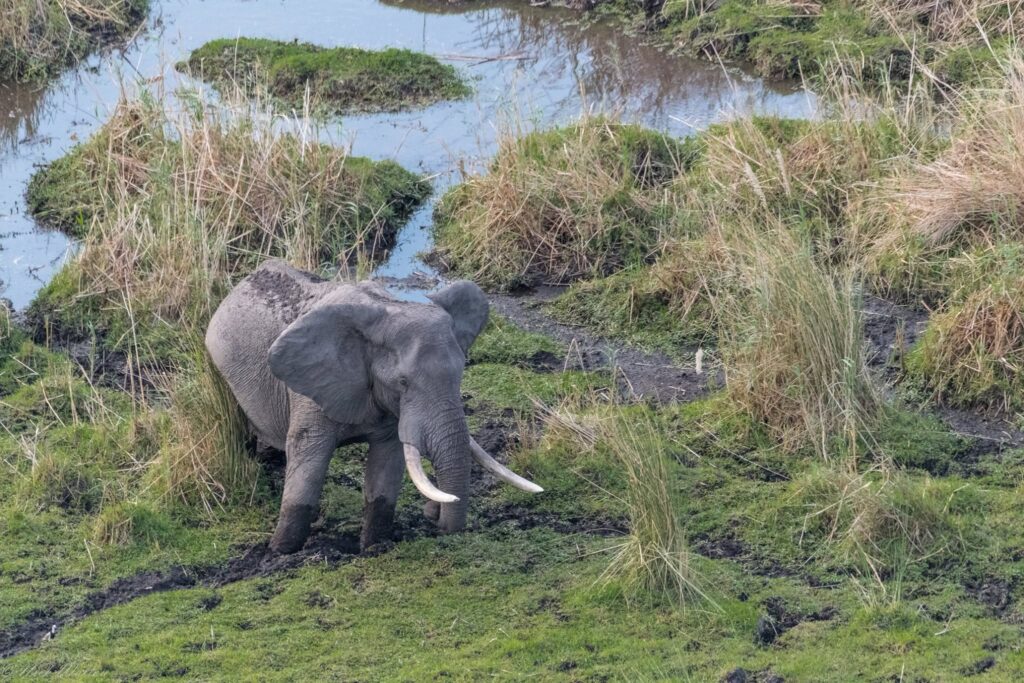 The World's Most Extraordinary Safari: The Best Luxury Lodges and Camps in the Okavango Delta