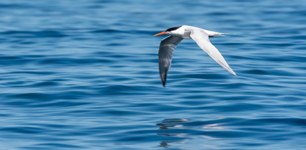 Sailing the Sea of Cortez: An Expedition Through the World's Greatest Marine Wilderness