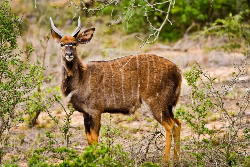 Wild at Heart: Why South Africa Remains Africa's Greatest Safari Destination