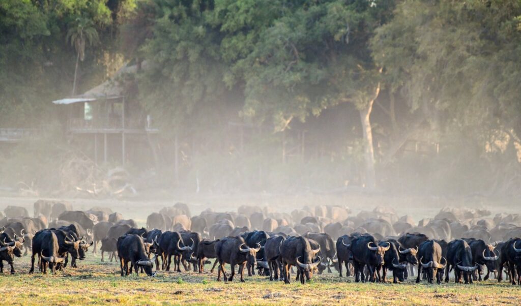 The World's Most Extraordinary Safari: The Best Luxury Lodges and Camps in the Okavango Delta