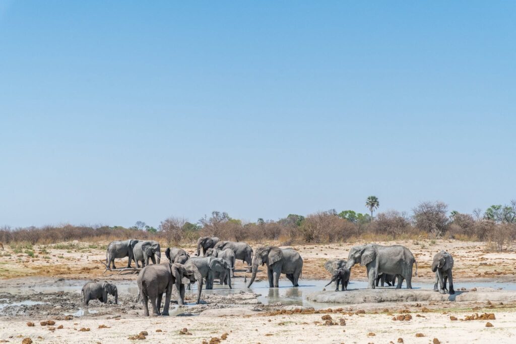 The World's Most Extraordinary Safari: The Best Luxury Lodges and Camps in the Okavango Delta