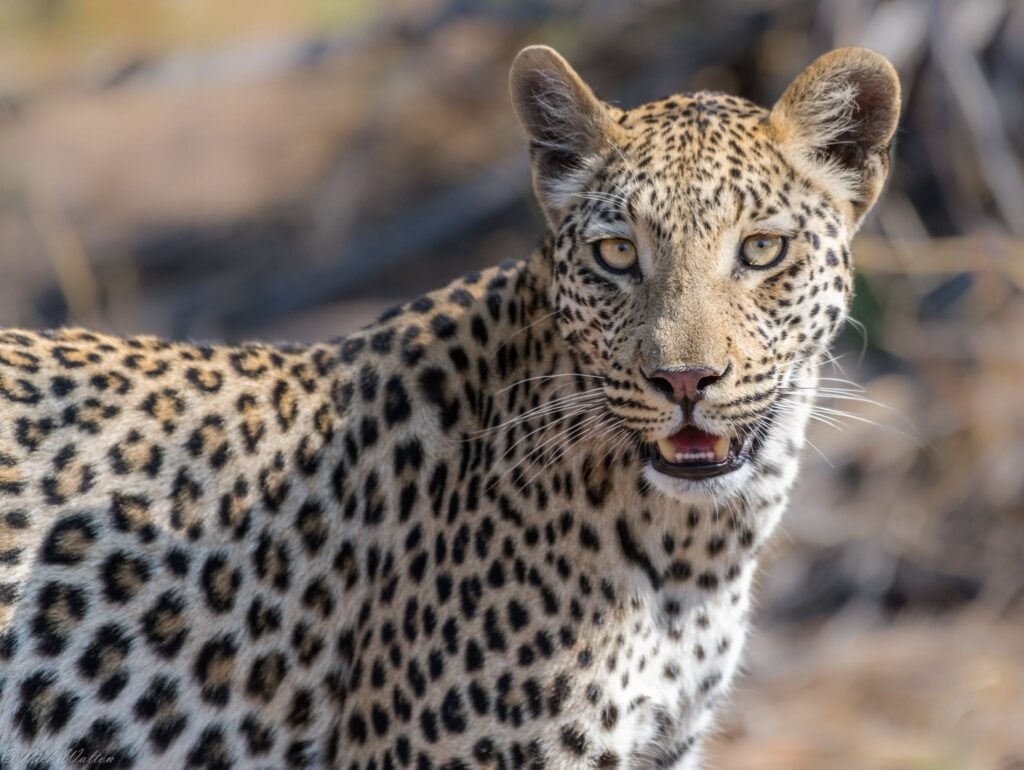 The World's Most Extraordinary Safari: The Best Luxury Lodges and Camps in the Okavango Delta