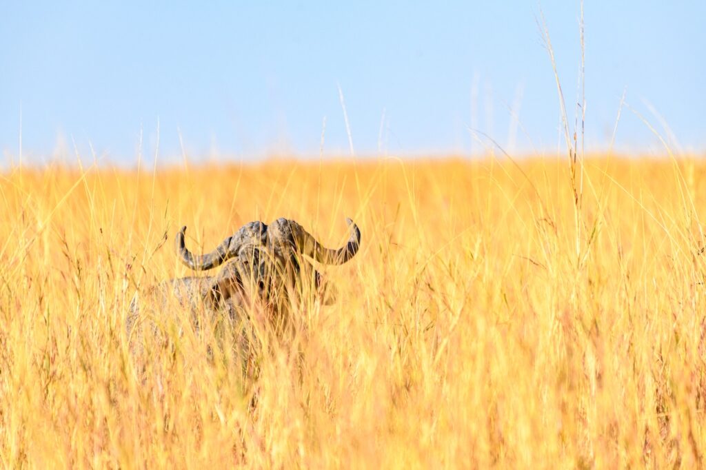 Stop Missing the Shot: The Wildlife Photography Secrets the Pros Use on Safari