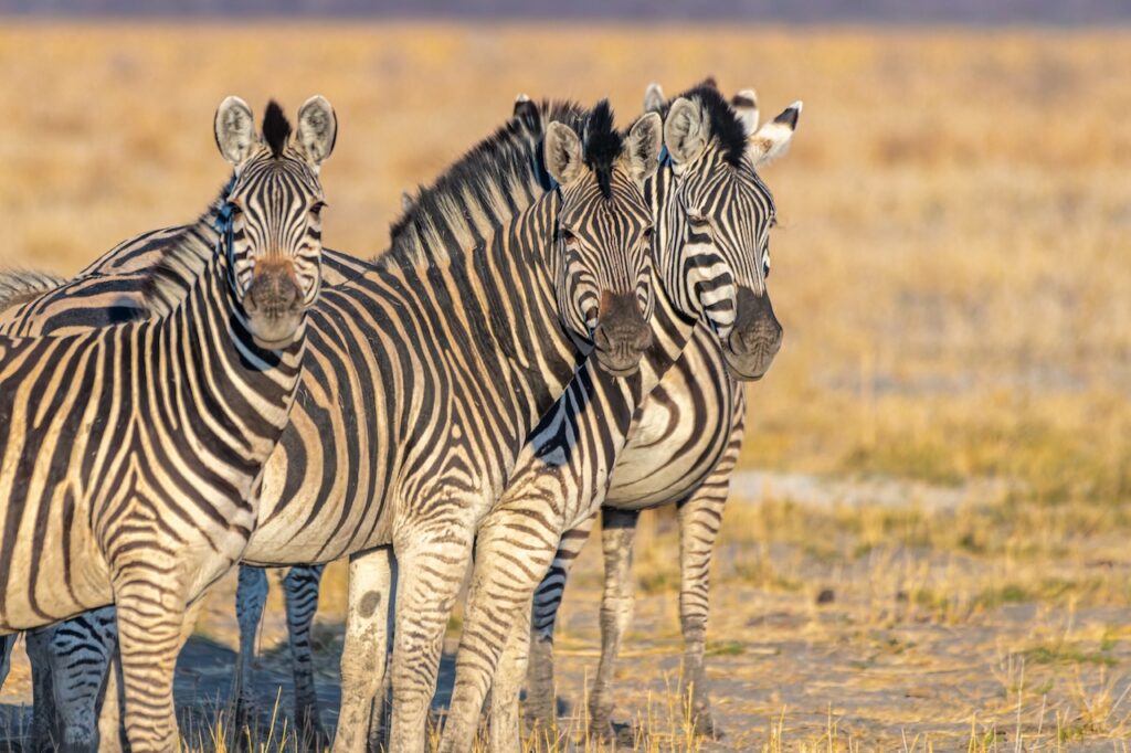 The World's Most Extraordinary Safari: The Best Luxury Lodges and Camps in the Okavango Delta