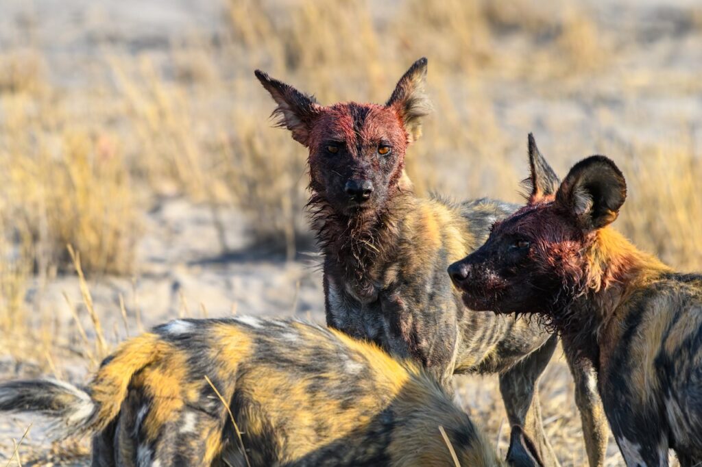 The World's Most Extraordinary Safari: The Best Luxury Lodges and Camps in the Okavango Delta