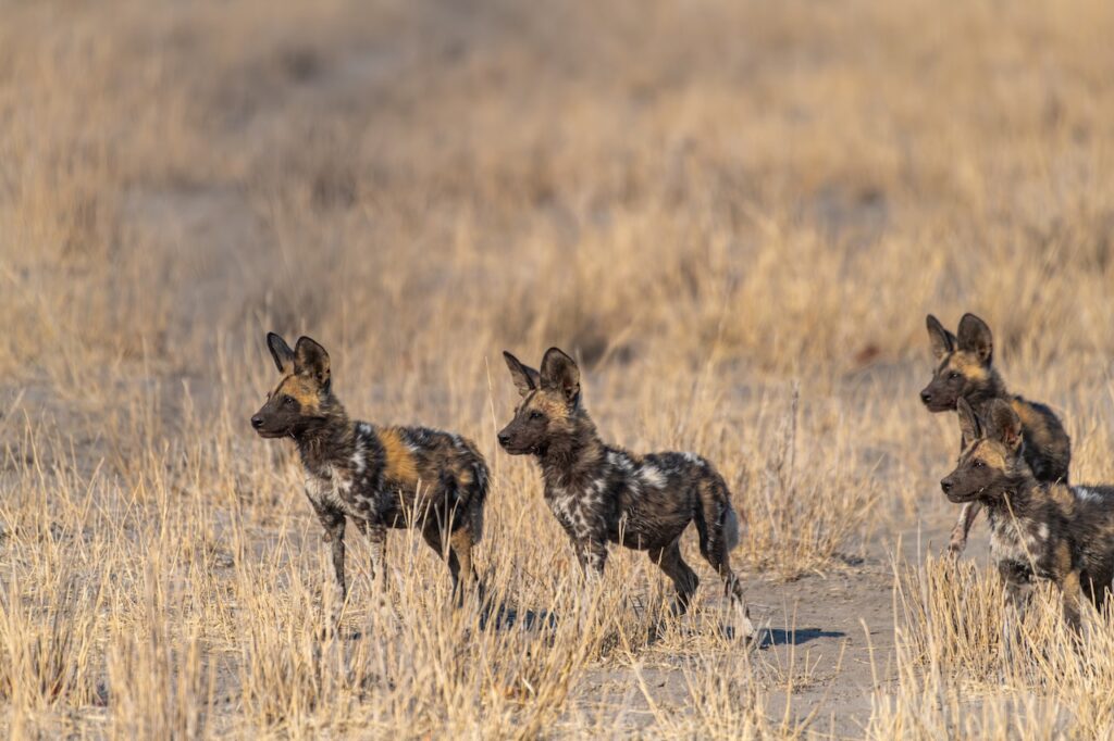 The World's Most Extraordinary Safari: The Best Luxury Lodges and Camps in the Okavango Delta