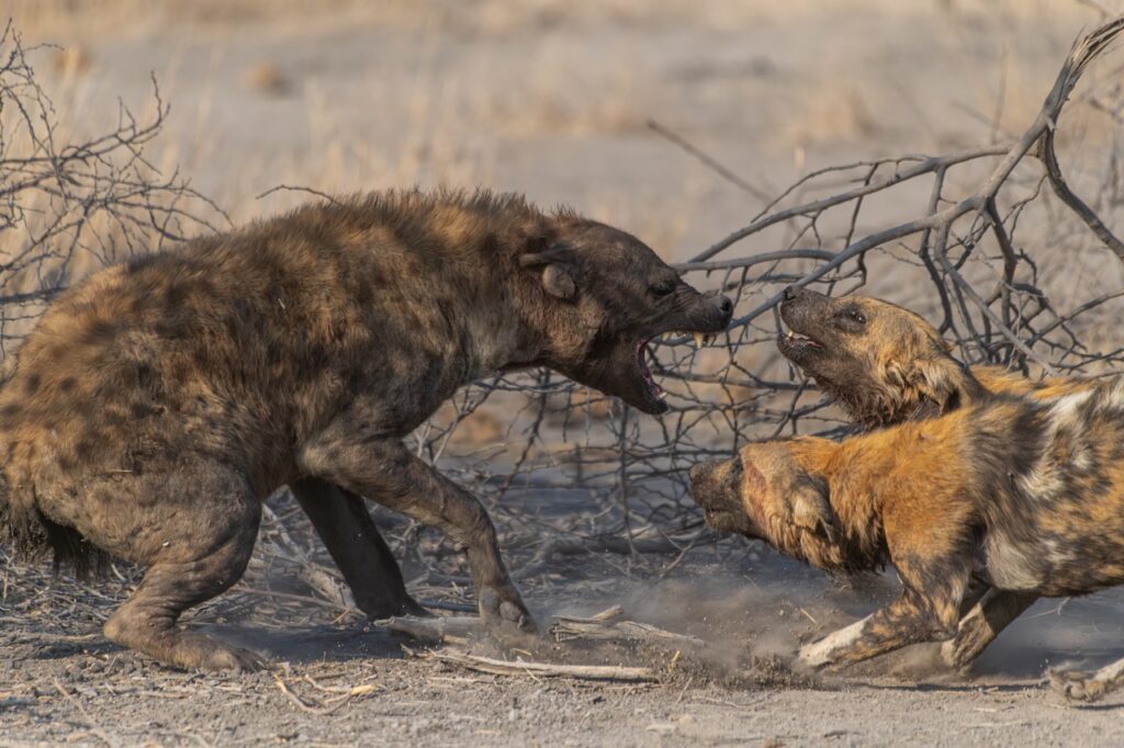 Stop Missing the Shot: The Wildlife Photography Secrets the Pros Use on Safari