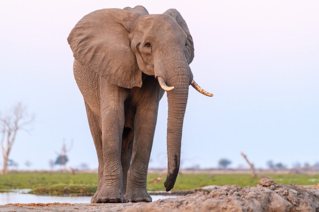 Stop Missing the Shot: The Wildlife Photography Secrets the Pros Use on Safari