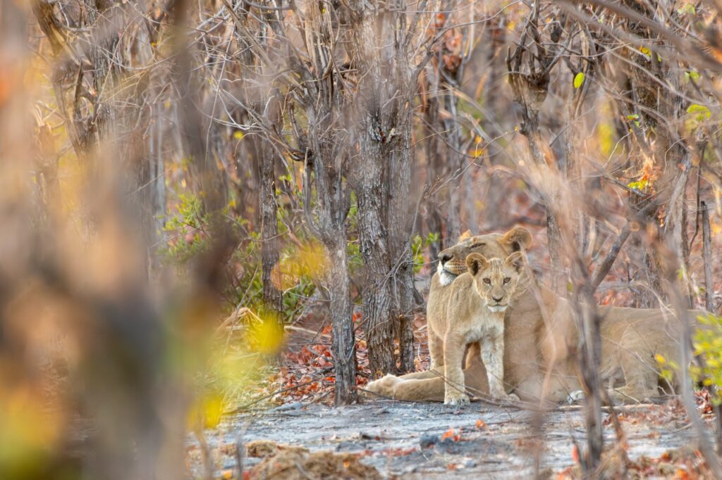 The World's Most Extraordinary Safari: The Best Luxury Lodges and Camps in the Okavango Delta