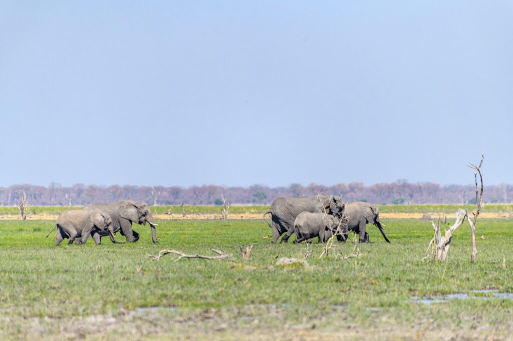 The World's Most Extraordinary Safari: The Best Luxury Lodges and Camps in the Okavango Delta