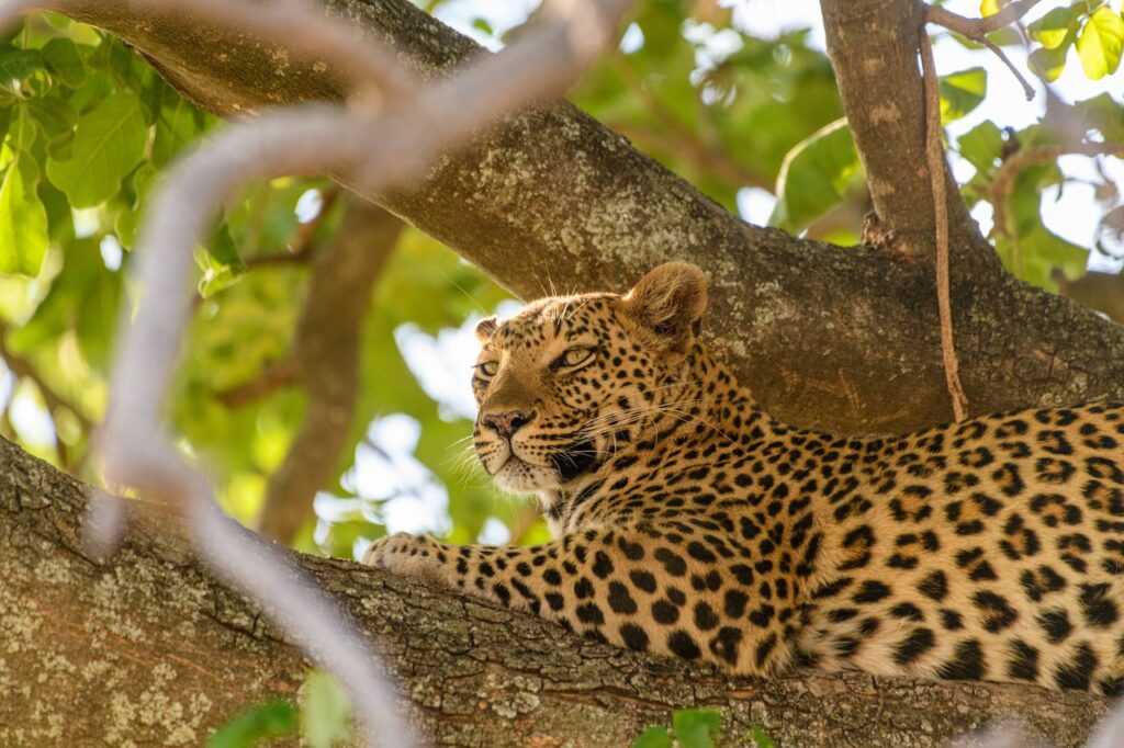 Stop Missing the Shot: The Wildlife Photography Secrets the Pros Use on Safari