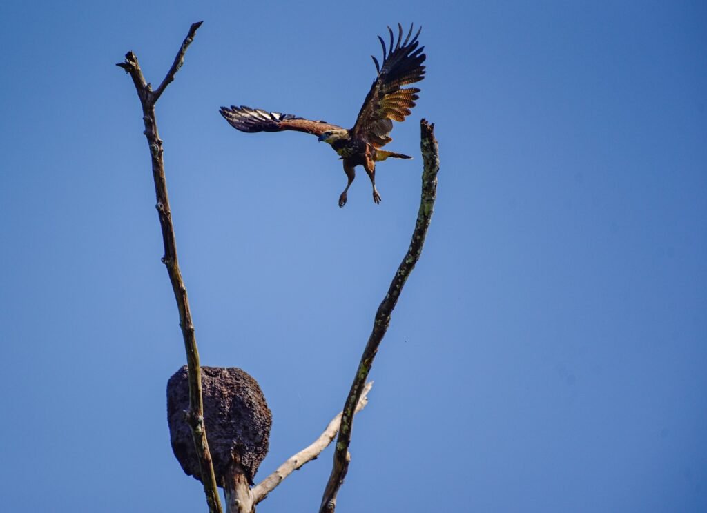 Amazon River Cruise Photography: The Complete Guide to Capturing the Jungle