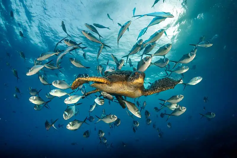 Photography Tips for the Galápagos Islands