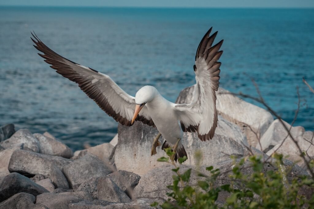 These Are the Best Luxury Cruise Lines in the Galápagos