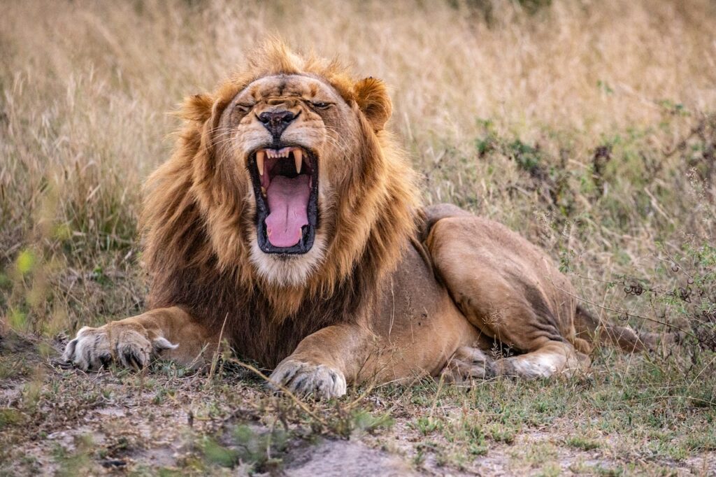 Stop Missing the Shot: The Wildlife Photography Secrets the Pros Use on Safari