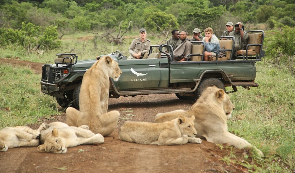 Wild at Heart: Why South Africa Remains Africa's Greatest Safari Destination