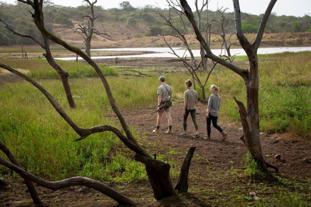 Wild at Heart: Why South Africa Remains Africa's Greatest Safari Destination