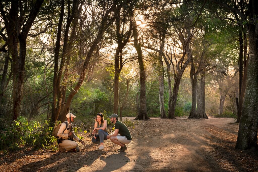 Wild at Heart: Why South Africa Remains Africa's Greatest Safari Destination