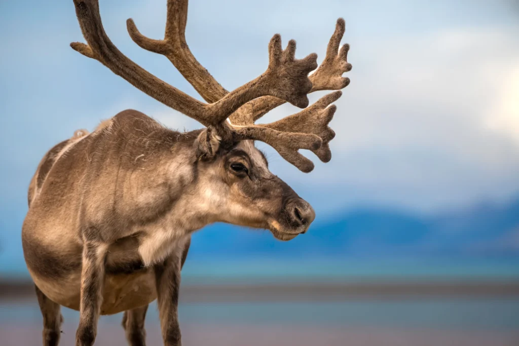 Best Luxury Cruise Lines in Svalbard for 2027