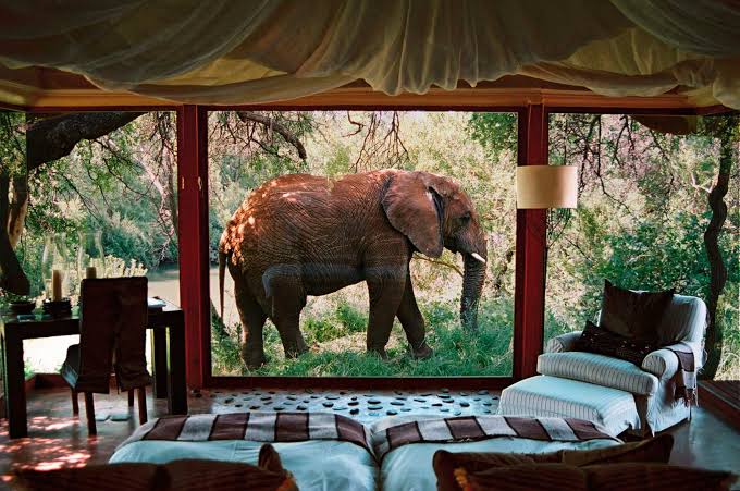 Wild at Heart: Why South Africa Remains Africa's Greatest Safari Destination