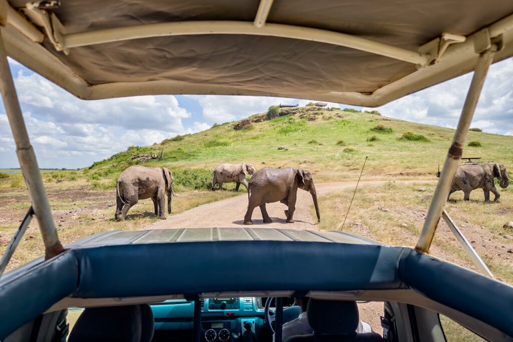 Wild at Heart: Why South Africa Remains Africa's Greatest Safari Destination