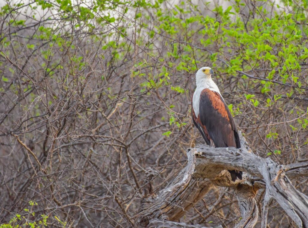 From the Zambezi Queen's floating boutique luxury to Lake Kariba's tiger-fishing houseboats, cruising the Chobe and Zambezi rivers offers Africa's wildlife at unforgettably close range.