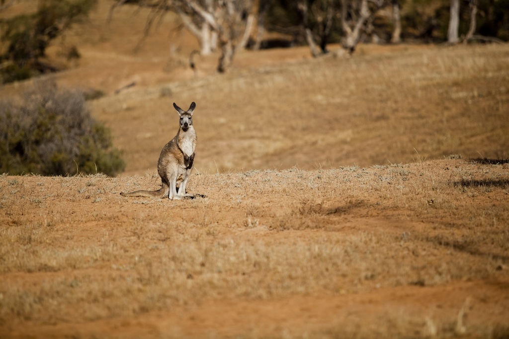 From a clifftop eyrie above the Southern Ocean to a tented camp on the edge of the Red Centre, Australia's finest luxury lodges offer something the world's grandest city hotels never can: the feeling of being genuinely, irreplaceably somewhere.