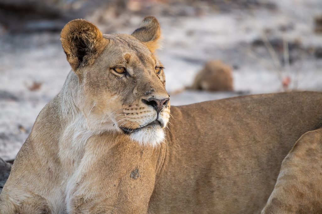 Home to Africa's largest elephant population, Chobe National Park pairs dramatic riverside wildlife encounters with some of Botswana's most understated, yet exceptional, luxury safari camps.