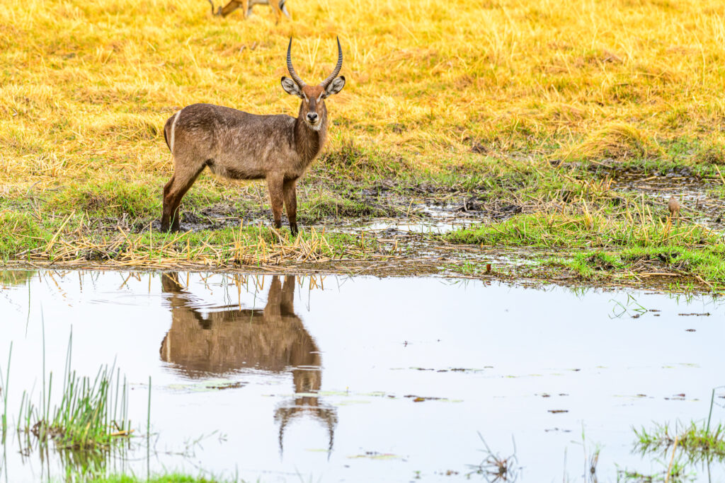 Home to Africa's largest elephant population, Chobe National Park pairs dramatic riverside wildlife encounters with some of Botswana's most understated, yet exceptional, luxury safari camps.